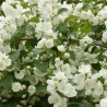 Filadelfas – jazminas "Limestone" /Philadelphus/- C2,5 kont.