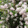 Deucija, hibridinė 'Mont Rose' /Deutzia x hybrida/ - C2,5 kont.