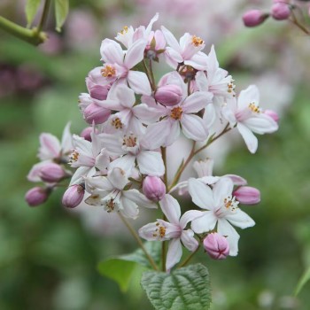 Deucija, hibridinė 'Mont Rose' /Deutzia x hybrida/ - C2,5 kont.