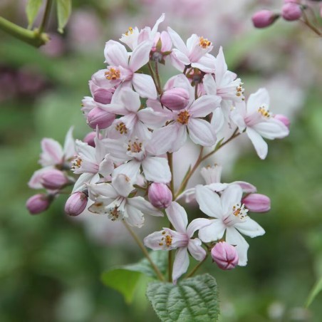 Deicija, hibrīdā 'Mont Rose' /Deutzia x hybrida/ - C2,5 kont.