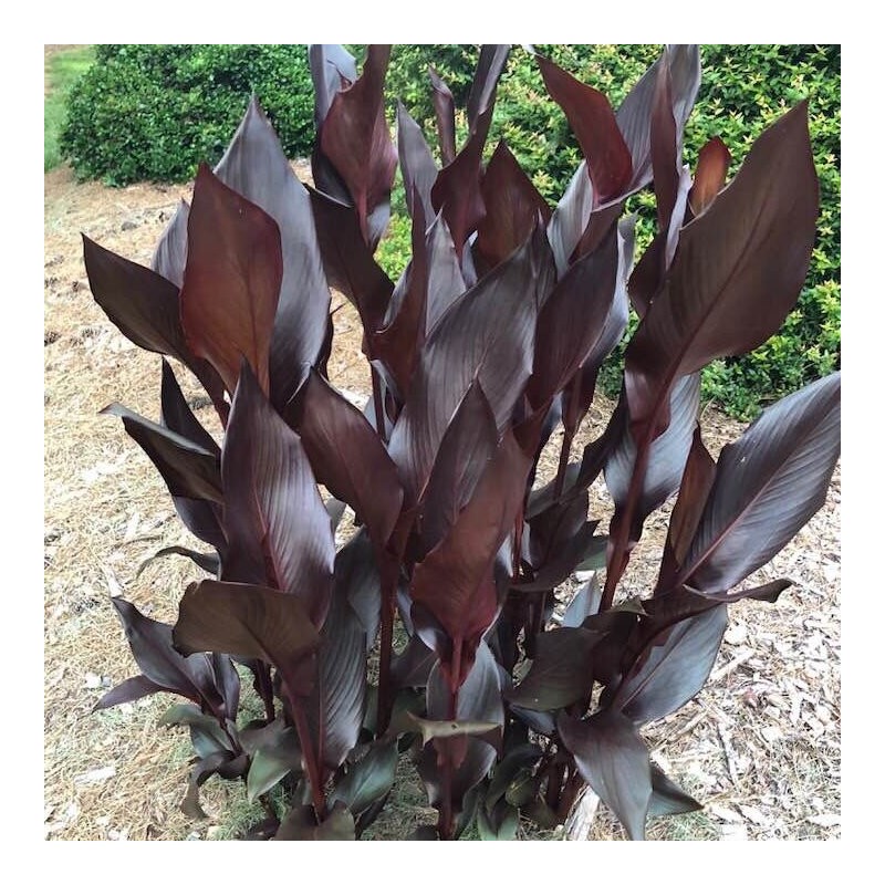 Kanna /canna/, tumšas lapas, oranži vai sarkani ziedi, C12 kont., 140cm