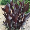 Kanna /canna/, tumšas lapas, oranži vai sarkani ziedi, C12 kont., 140cm