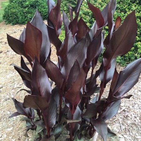 Kanna /canna/, tumšas lapas, oranži vai sarkani ziedi, C7,5 kont., 100-110cm