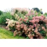 Parūkkoks 'Young Lady'/Cotinus coggygria/ - C2 kont., 30-40cm.