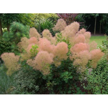Parūkkoks 'Young Lady'/Cotinus coggygria/ - C2 kont., 30-40cm.