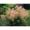 Parūkkoks 'Young Lady'/Cotinus coggygria/ - C2 kont., 30-40cm.