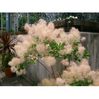 Parūkkoks 'Young Lady'/Cotinus coggygria/ - C2 kont., 30-40cm.