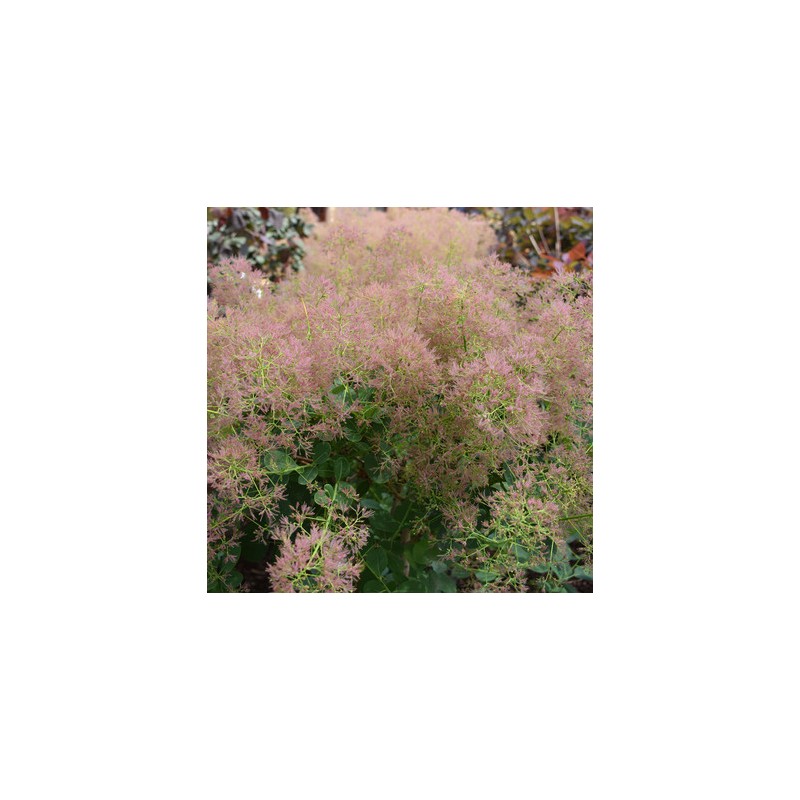 Parūkkoks 'Young Lady'/Cotinus coggygria/ - C2 kont., 30-40cm.