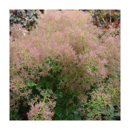 Parūkkoks 'Young Lady'/Cotinus coggygria/ - C2 kont., 30-40cm.