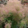 Parūkkoks 'Young Lady'/Cotinus coggygria/ - C2 kont., 30-40cm.