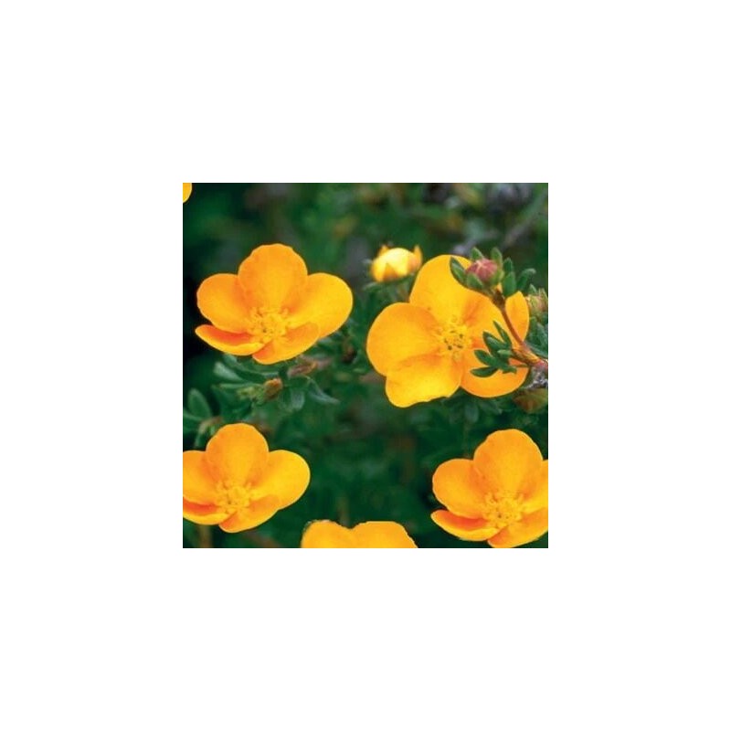 Klinšrozīte, parastā “Tangerine” /Potentilla fruticosa/ - C2 kont.