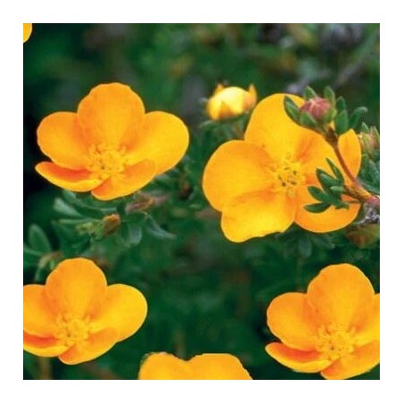 Klinšrozīte, parastā “Tangerine” /Potentilla fruticosa/ - C2 kont.