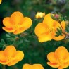 Klinšrozīte, parastā “Tangerine” /Potentilla fruticosa/ - C2 kont.