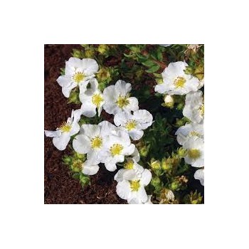 Klinšrozīte, parastā “Bella Bianca” /Potentilla fruticosa/ - C2 kont.