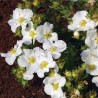 Klinšrozīte, parastā “Bella Bianca” /Potentilla fruticosa/ - C2 kont.