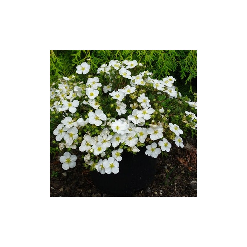 Klinšrozīte, parastā “Bella Bianca” /Potentilla fruticosa/ - C2 kont.