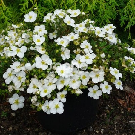 Klinšrozīte, parastā “Bella Bianca” /Potentilla fruticosa/ - C2 kont.