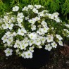 Klinšrozīte, parastā “Bella Bianca” /Potentilla fruticosa/ - C2 kont.