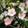 Klinšrozīte, parastā “Princess Blink” /Potentilla fruticosa/ - C2 kont.