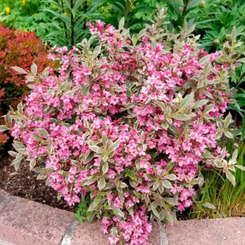 Veigela, krāšņā ,,Sunny Princess,, /Weigela florida/- C2,5 kont.