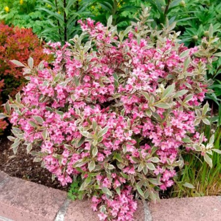 Veigela, krāšņā ,,Sunny Princess,, /Weigela florida/- C2,5 kont.