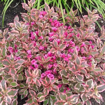 Veigela, krāšņā ,,All Summer Monet,, /Weigela florida/- C2,5 kont.