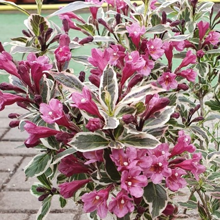 Veigela, krāšņā ,,All Summer Monet,, /Weigela florida/- C2,5 kont.