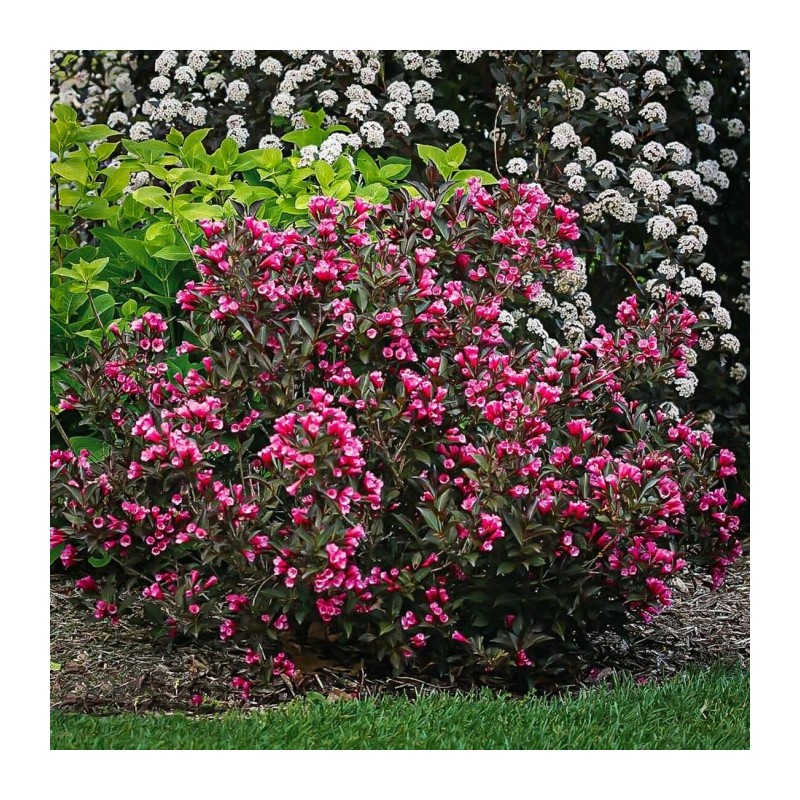 Veigela, krāšņā ,,Victoria,, /Weigela florida/- C2,5 kont.