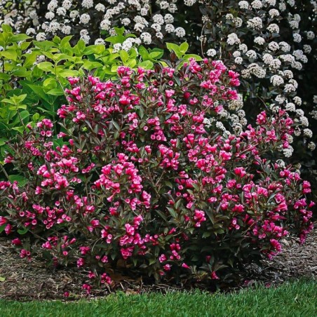 Veigela, krāšņā ,,Victoria,, /Weigela florida/- C2,5 kont.