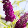 Budlėja, Dovydo ,,Santana,,/Buddleja davidii/- C2,5 kont.