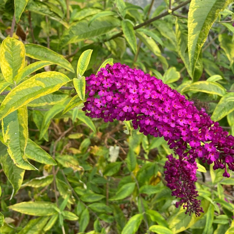 Budlėja, Dovydo ,,Santana,,/Buddleja davidii/- C2,5 kont.