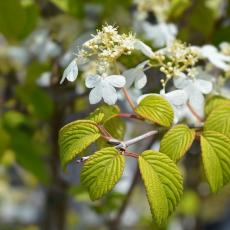 Irbene, Japānas milzu ,,Kilimanjaro,, /Viburnum plicatum/ - C2,5 kont.