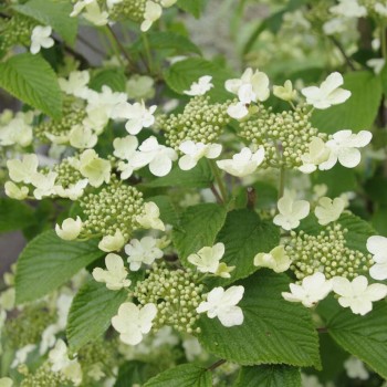 Irbene, Japānas milzu ,,Kilimanjaro,, /Viburnum plicatum/ - C2,5 kont.