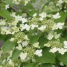 Irbene, Japānas milzu ,,Kilimanjaro,, /Viburnum plicatum/ - C2,5 kont.