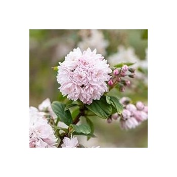 Deucija, hibridinė 'Pink Pom Pom' /Deutzia x hybrida/ - C2,5 kont.