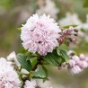 Deicija, hibrīdā 'Pink Pom Pom' /Deutzia x hybrida/ - C2,5 kont.