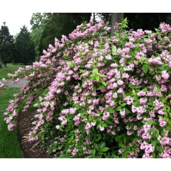 Deucija, hibridinė 'Pink Pom Pom' /Deutzia x hybrida/ - C2,5 kont.