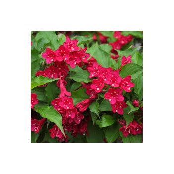 Veigela, krāšņā ,,Picobella Rosso" /Weigela florida/ - C2,5 kont.