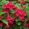 Veigela, krāšņā ,,Picobella Rosso" /Weigela florida/ - C2,5 kont.