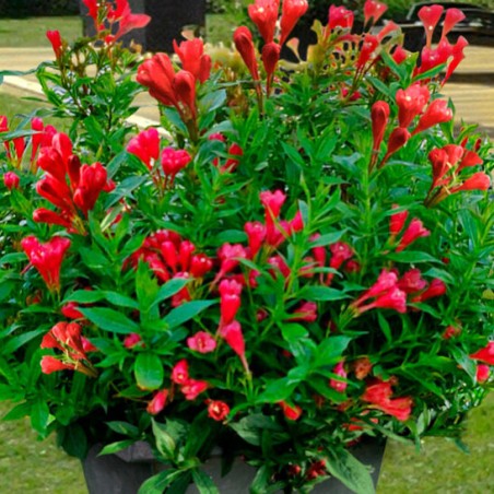 Veigela, krāšņā ,,Picobella Rosso" /Weigela florida/ - C2,5 kont.