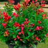 Veigela, krāšņā ,,Picobella Rosso" /Weigela florida/ - C2,5 kont.