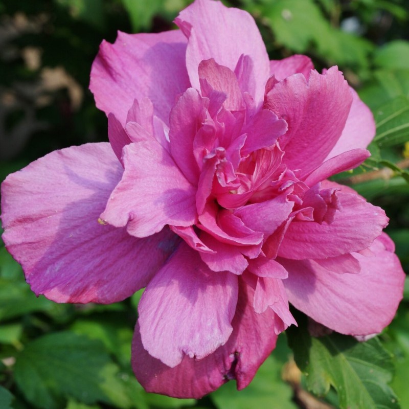 Hibiskas, Dobilinis kaukazas "Sanchoyo" /hibiscus/ - C1 Kont.
