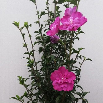 Hibiskas, Dobilinis kaukazas "Sanchoyo" /hibiscus/ - C1 Kont.