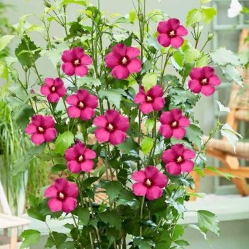 Hibisks, Sīrijas - Ķīnas roze "Flower Tower Ruby" /hibiscus/ - C1 Kont.