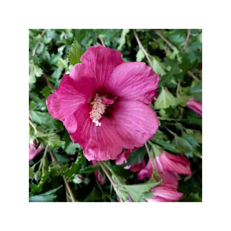 Hibisks, Sīrijas - Ķīnas roze "Flower Tower Ruby" /hibiscus/ - C1 Kont.