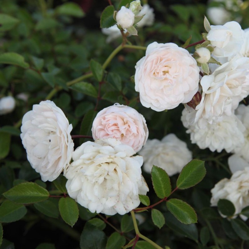 Roze, poliantroze "Sea Foam" /rosa/ - C2.5 Kont.