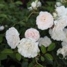 Roze, poliantroze "Sea Foam" /rosa/ - C2.5 Kont.