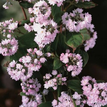 Deicija, hibrīdā 'Pink Pom Pom' /Deutzia x hybrida/ - C2,5 kont.