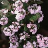 Deucija, hibridinė 'Pink Pom Pom' /Deutzia x hybrida/ - C2,5 kont.