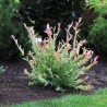 Kārkls, gludmalu ,,Hakuro nishiki,, /salix integra/ - P9 kont.